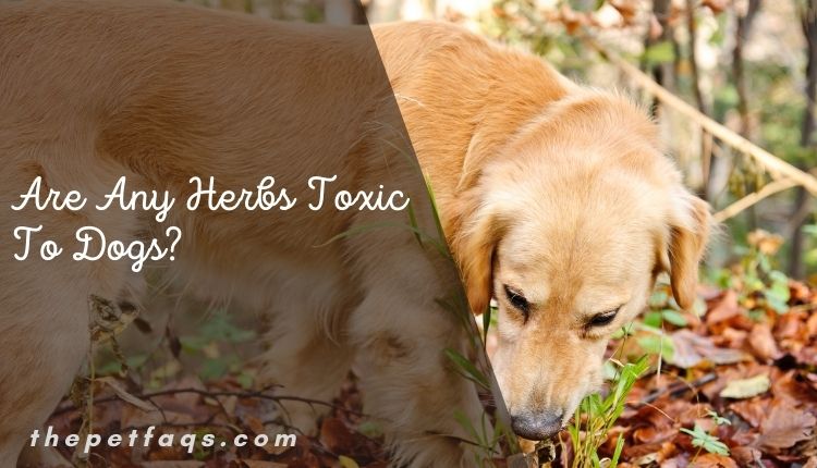 Are Any Herbs Toxic To Dogs
