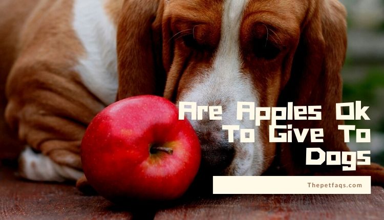Are Apples Ok To Give To Dogs? Get The Best Answer