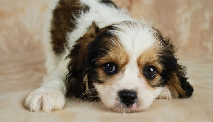 Are Cavachons Good Dogs? Know 5 Secret Facts About Cavachons