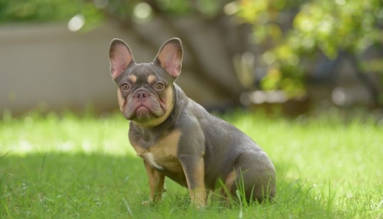 How To Potty Train An Older French Bulldog