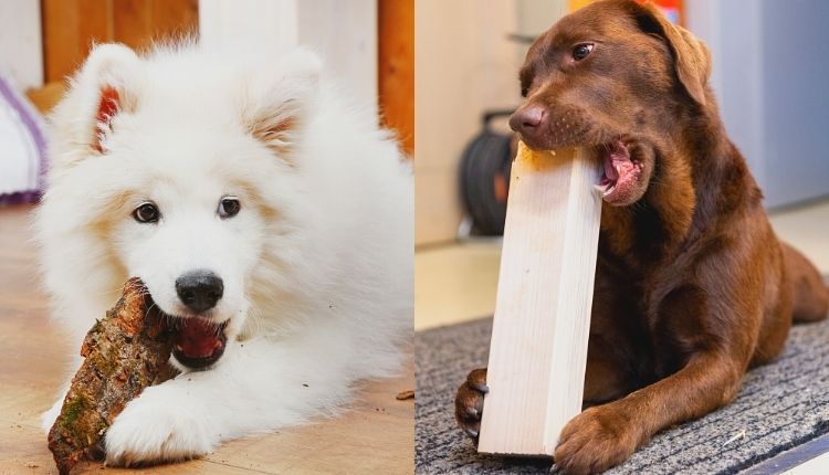 How To Keep Dog From Chewing Everything