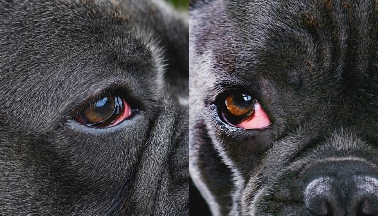 herry eye is painful and uncomfortable, but there are plenty of treatments available to ease the discomfort. Check out this article to learn how to get rid of cherry eye in bulldogs