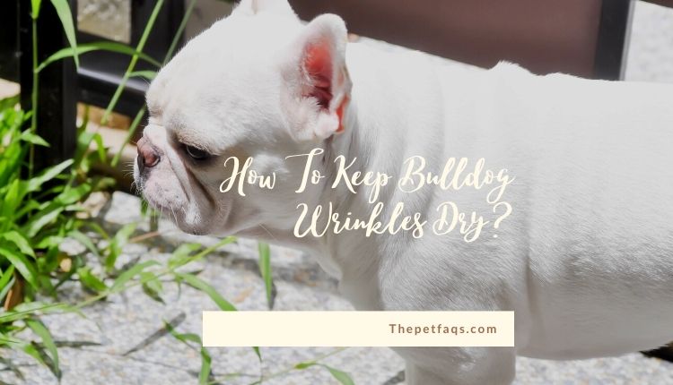 How To Keep Bulldog Wrinkles Dry