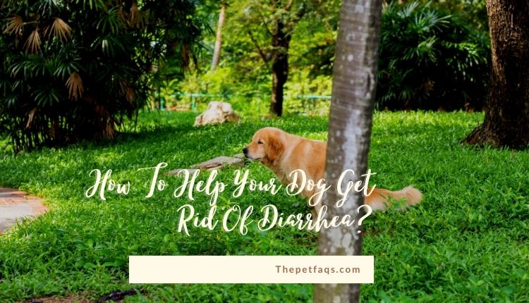 How To Help Your Dog Get Rid Of Diarrhea