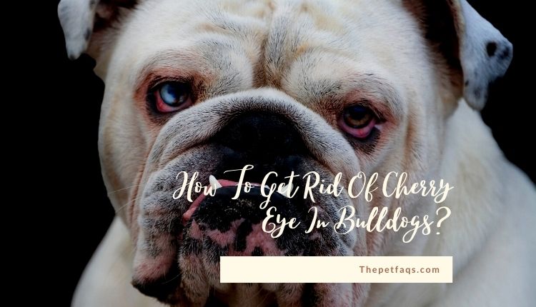 How To Get Rid Of Cherry Eye In Bulldogs? Learn More About Care
