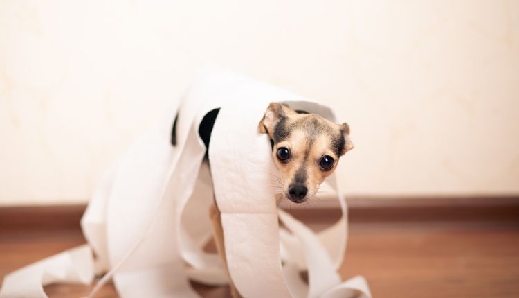how to help your dog get rid of diarrhea?