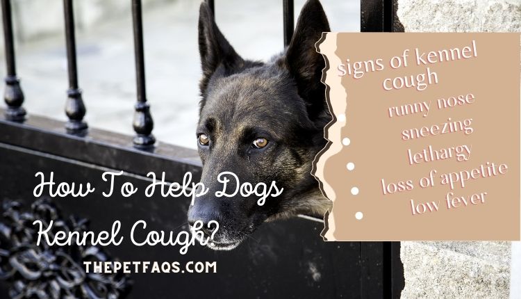 How To Help Dogs Kennel Cough