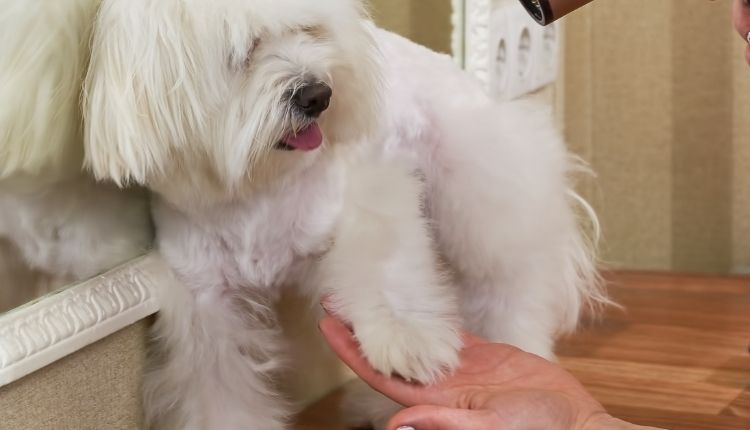 How To Get Urine Smell Out Of Dog Fur