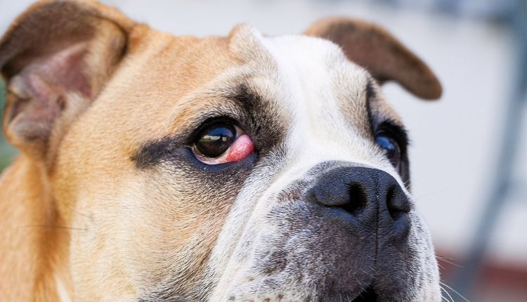 how to get rid of cherry eye in bulldogs