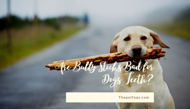 The Ultimate Guide On Are Bully Sticks Bad for Dogs Teeth?