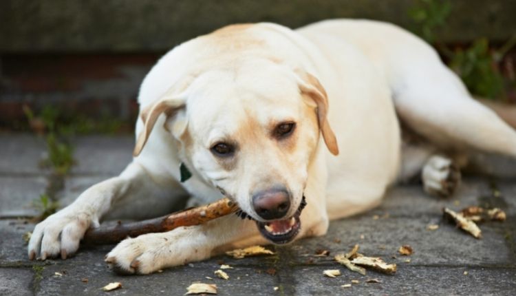 Are Bully Sticks Bad for Dogs Teeth
