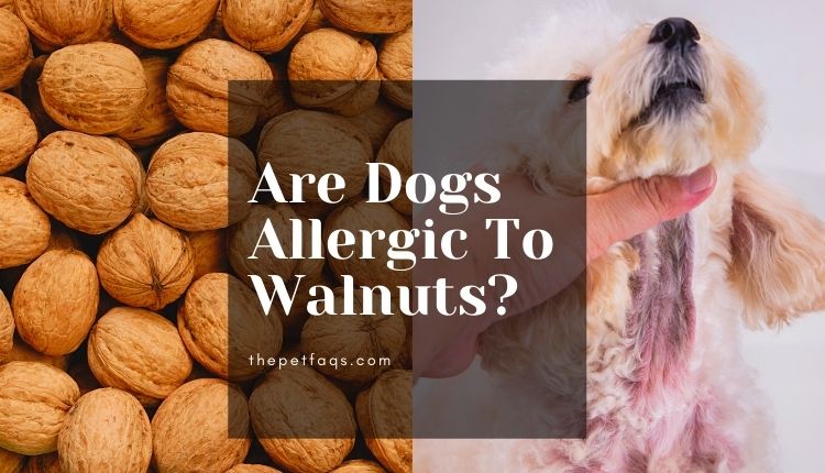 Are Dogs Allergic To Walnuts? Here Some Expert Advice