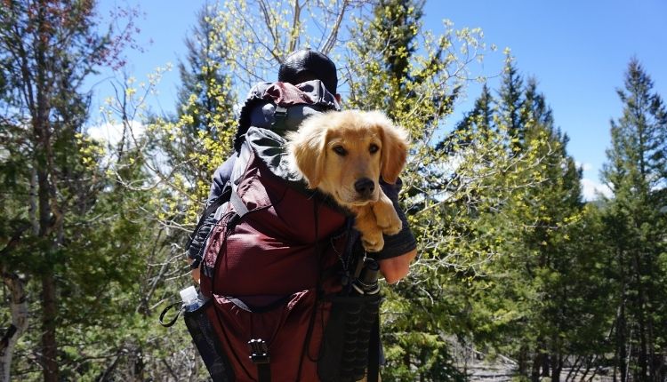 Are Dog Backpacks Safe