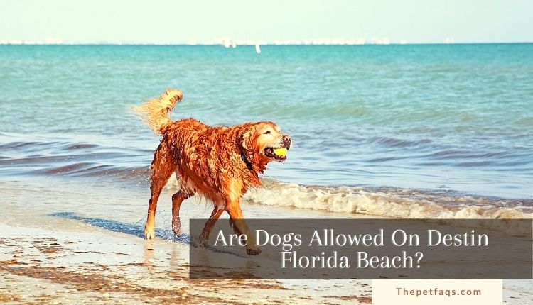 Are Dogs Allowed On Destin Florida Beach? Know More From Guide: