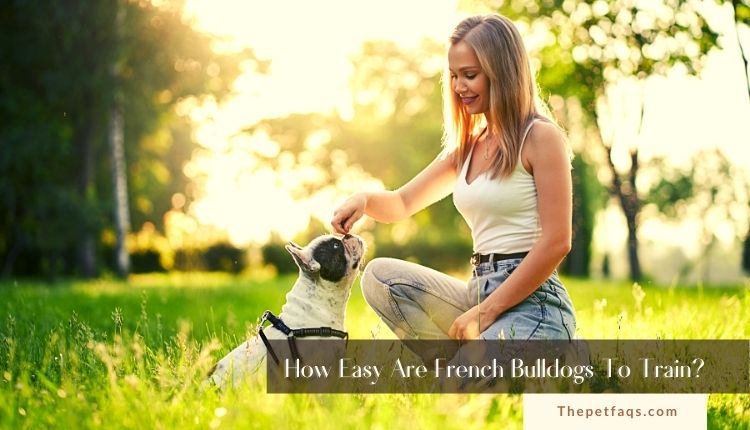 How Easy Are French Bulldogs To Train