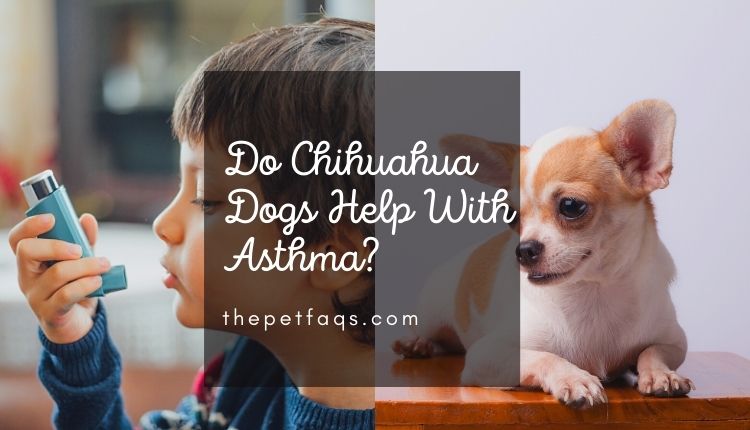 Do Chihuahua Dogs Help With Asthma