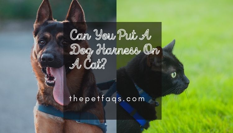 Can You Put A Dog Harness On A Cat? Things You Should Know About Using A Dog Harness