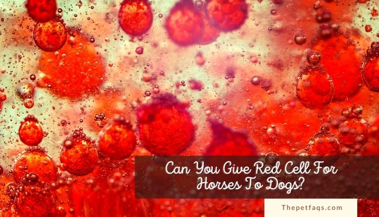 Can You Give Red Cell For Horses To Dogs