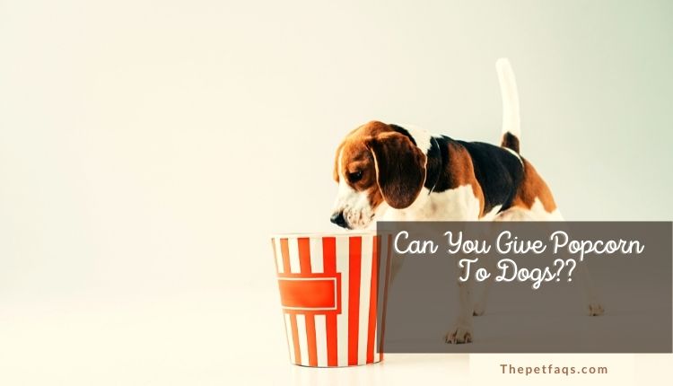 Can You Give Popcorn To Dogs? Some Expert Tips