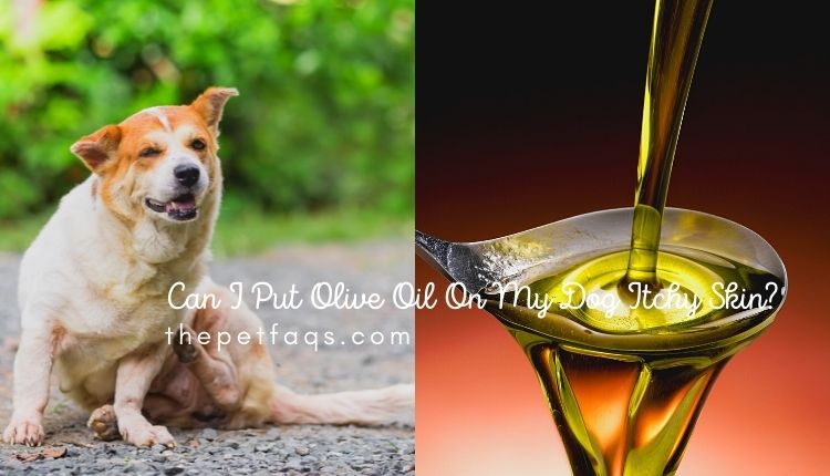 Can I Put Olive Oil On My Dog Itchy Skin?