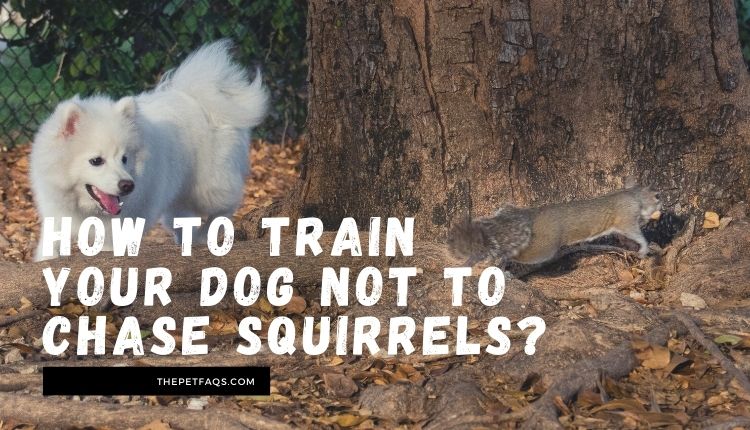 How to train your dog not to chase squirrels