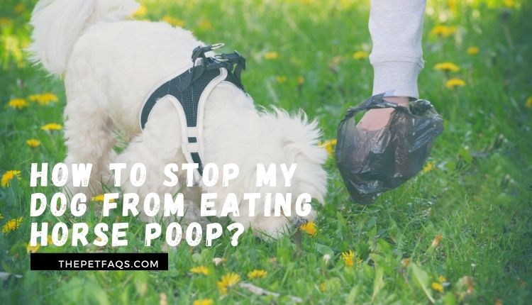 How to stop my dog from eating horse poop?