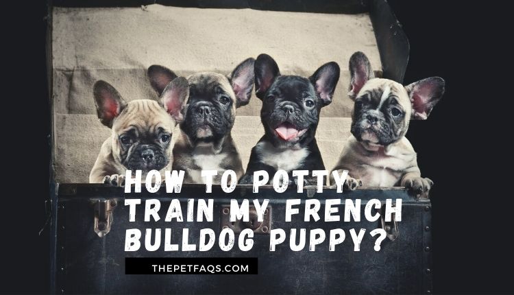 How to potty train my French bulldog puppy?