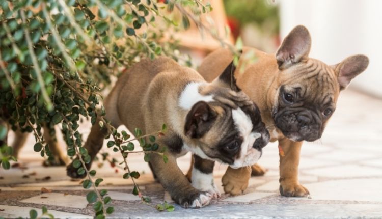 How to potty train my French bulldog puppy