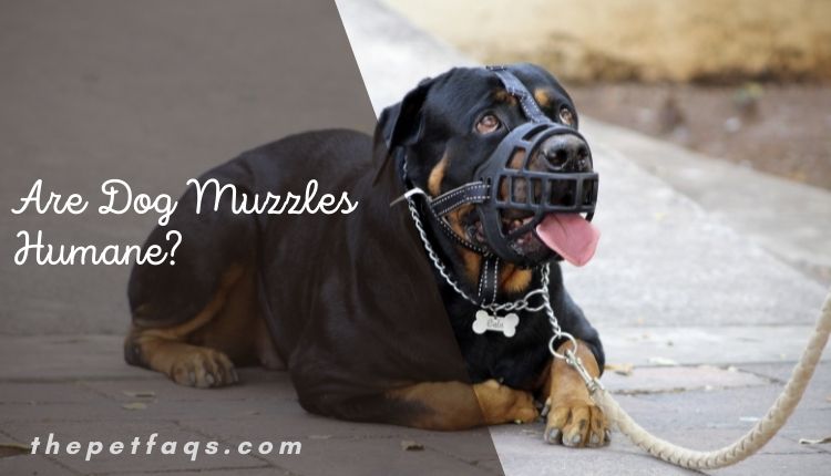 Are Dog Muzzles Humane