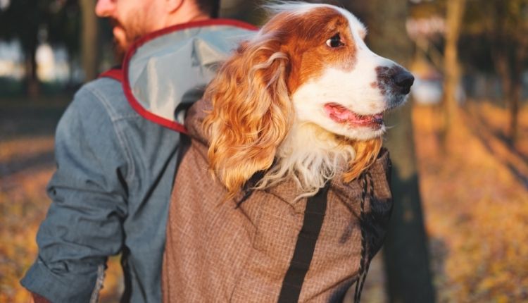 Are Dog Backpacks Safe? Let’s Learn From Expert!