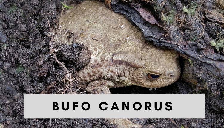 Bufo canorus