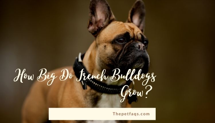 How Big Do French Bulldogs Grow 