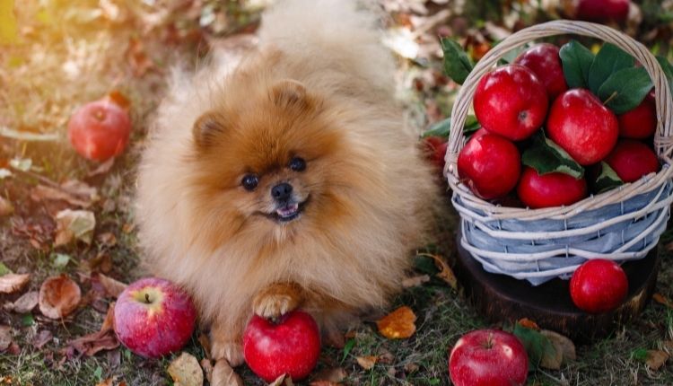 How Are Apples Good For Dogs?
