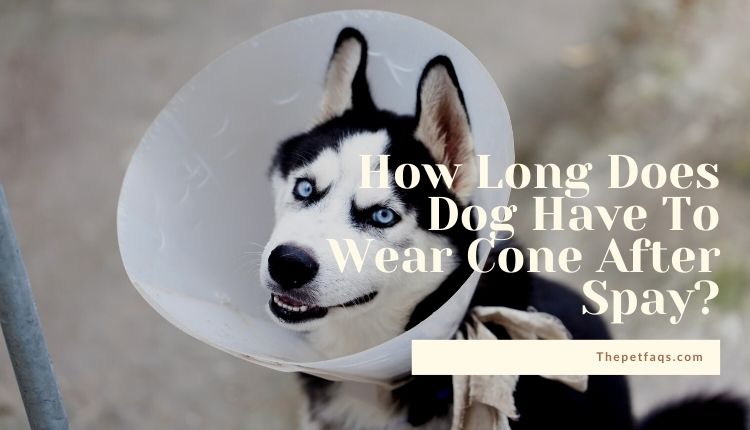 How Long Does Dog Have To Wear Cone After Spay?