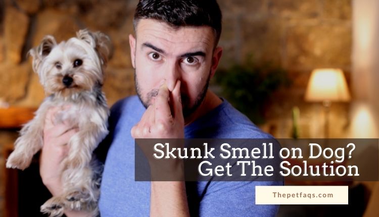 how to get rid of lingering skunk smell on dog