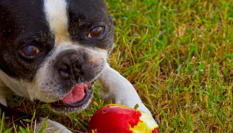 When Are Apples Bad For Dogs?