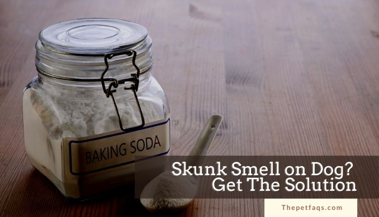 baking soda to get rid of skunk smell on dog