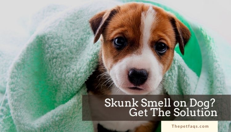 use towel to wipe off the Skunk Smell On Dog