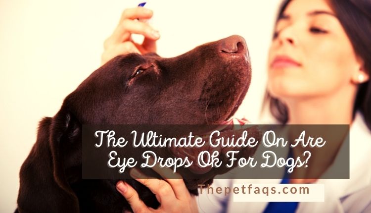 The Ultimate Guide On Are Eye Drops Ok For Dogs?