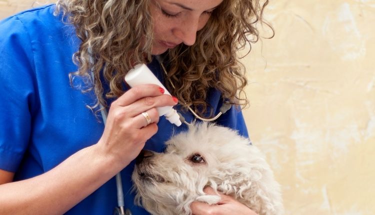 Are Eye Drops Ok For Dogs?