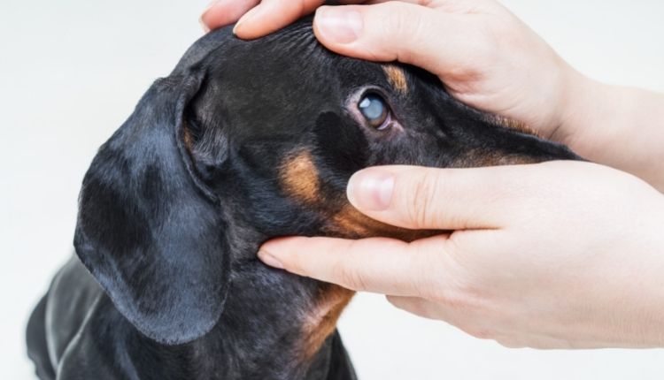 Are Eye Drops Ok For Dogs?