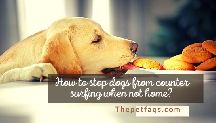 How To Stop Dogs From Counter Surfing When Not Home?