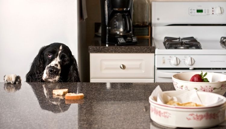 How to stop dogs from counter surfing when not home?