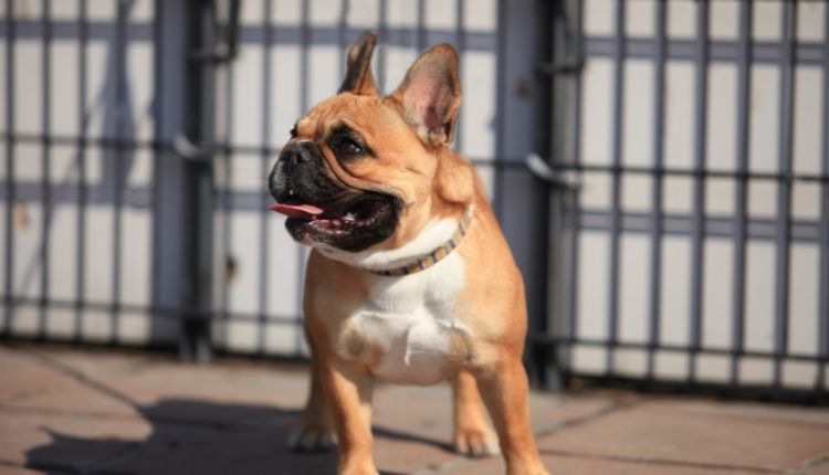 Can A French Bulldog Be A Service Dog?