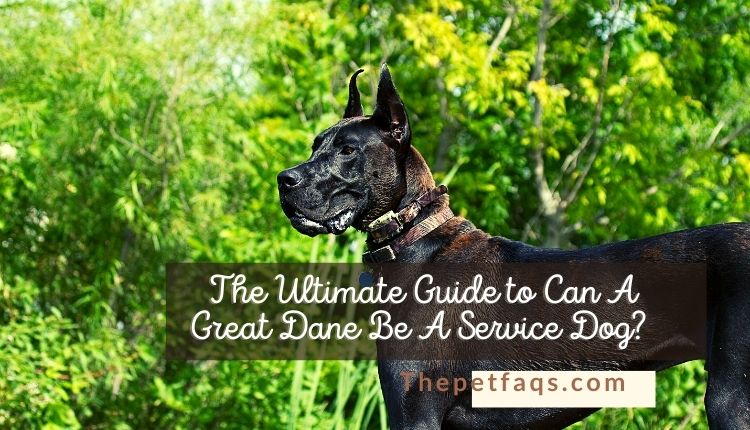 The Ultimate Guide to Can A Great Dane Be A Service Dog?
