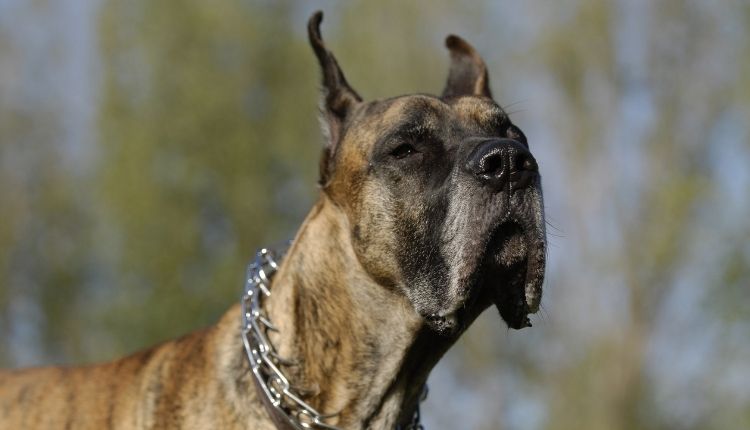 The Ultimate Guide to Can A Great Dane Be A Service Dog? 