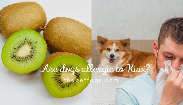 Are dogs allergic to Kiwi?