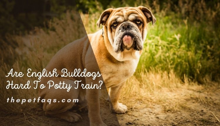 Are English Bulldogs Hard To Potty Train?