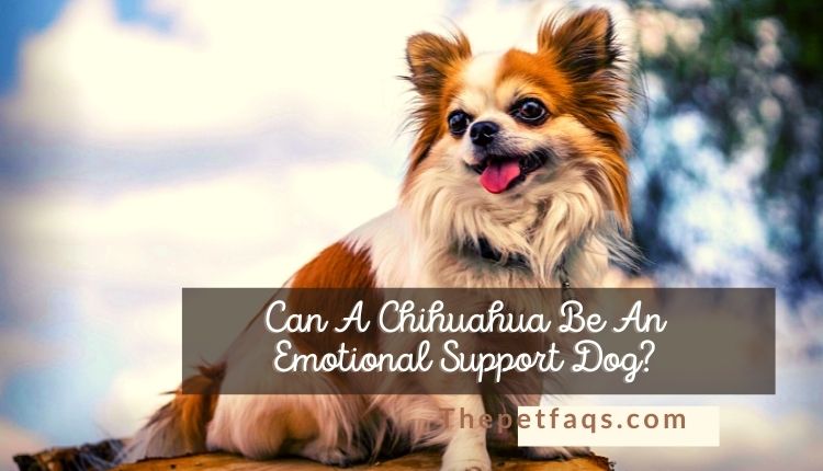 Can A Chihuahua Be An Emotional Support Dog?
