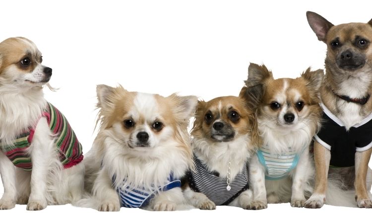 Can A Chihuahua Be An Emotional Support Dog?